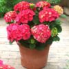 Hybrid Hydrangea Flowering Plant, Red