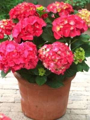hybrid-hydrangeas-red-pli Hybrid Hydrangea Flowering Plant, Red