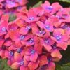 Hybrid Hydrangea Flowering Plant, Red