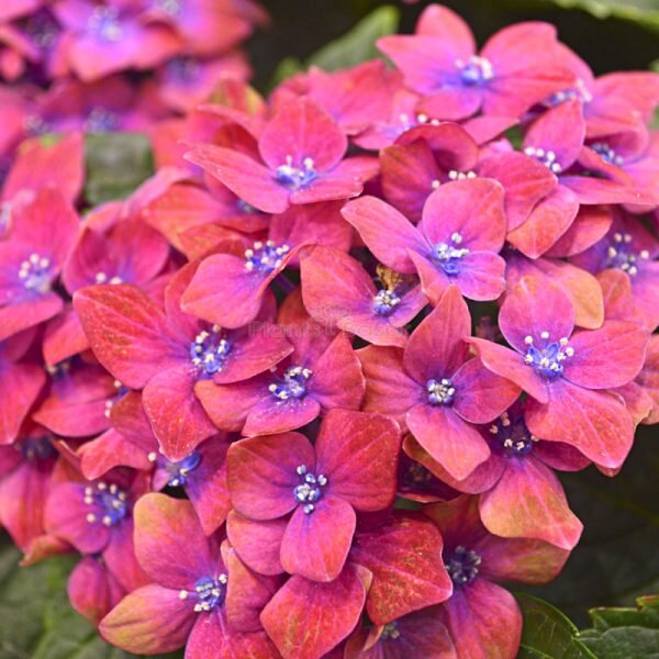 Hybrid Hydrangea Flowering Plant, Red