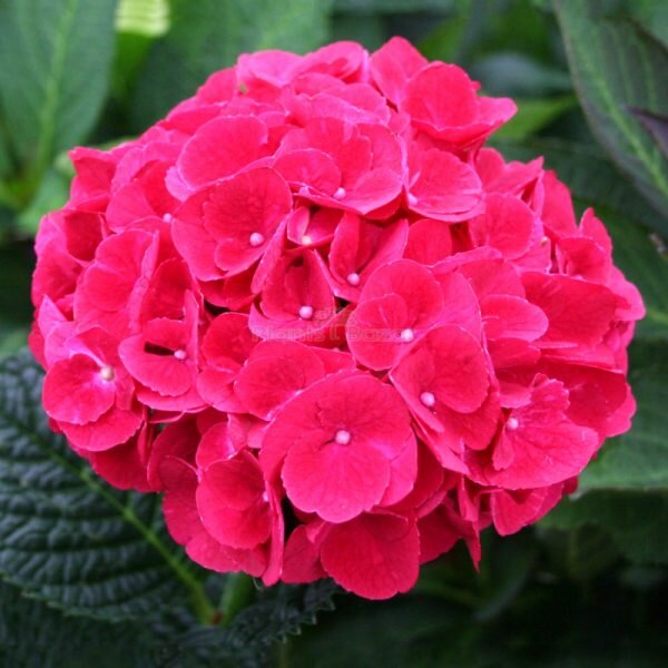 Hybrid Hydrangea Flowering Plant, Red
