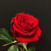 hybrid-rose-pli Hybrid Grafted Rose Plant, Red