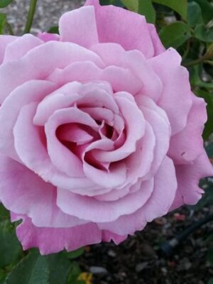 hybrid-roselight-purple-pli Hybrid Rose Plant, Light Purple