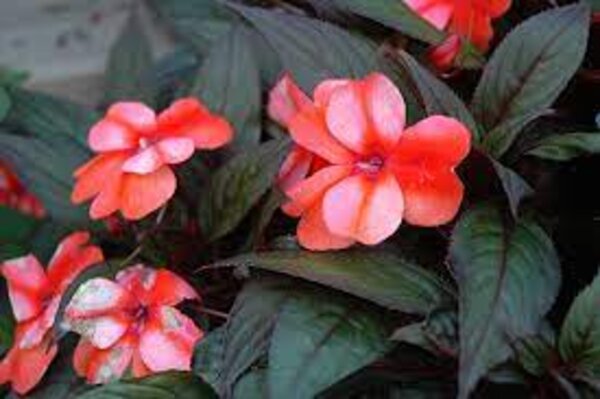 Impatiens Flower Plant, White And Orange