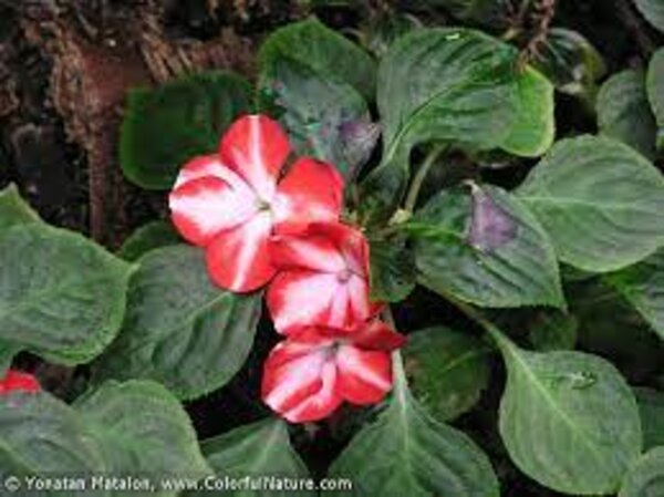Impatiens Flower Plant, White And Orange