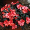 Impatiens Flower Plant, White And Orange
