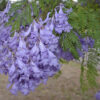 Jacaranda Flower Plant