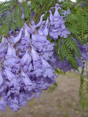 jacaranda-2-pli Jacaranda Flower Plant
