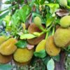 Jackfruit Plant