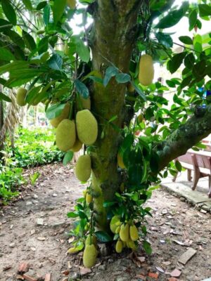 Jackfruit Plant
