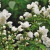 jasmine-flower Jasmine Flower Plant