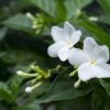jasmine-flower-2 Jasmine Flower Plant
