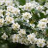 jasmine-flower-3 Jasmine Flower Plant