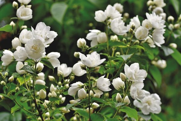 jasmine-flower Jasmine Flower Plant