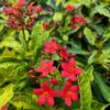 jatropha-pli Jatropha Flower Plant