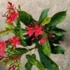 jatropha2-pli Jatropha Flower Plant