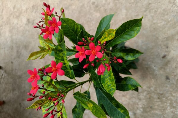 jatropha2-pli Jatropha Flower Plant