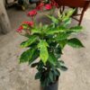 jatropha3-pli Jatropha Flower Plant