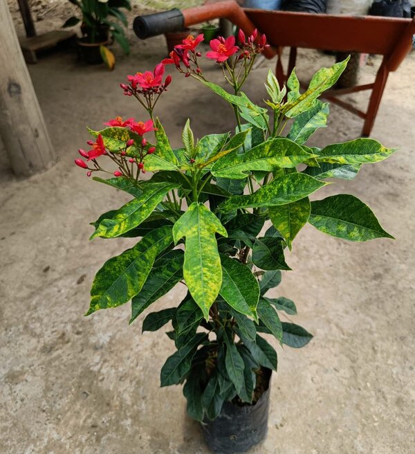 jatropha3-pli Jatropha Flower Plant