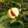 jayaphal-jatiphal-spice-2-pli Jayaphal Jatiphal Nutmeg Spice Plant