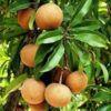 kalapati-chiku-saphota-grafting-2-pli Kalapati Chiku (Saphota) Fruit Plant