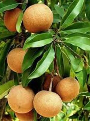 kalapati-chiku-saphota-grafting-2-pli Kalapati Chiku (Saphota) Fruit Plant