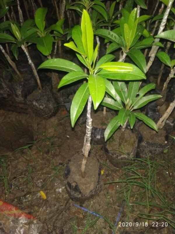 kalapati-chiku-saphota-grafting-3-pli Kalapati Chiku (Saphota) Fruit Plant