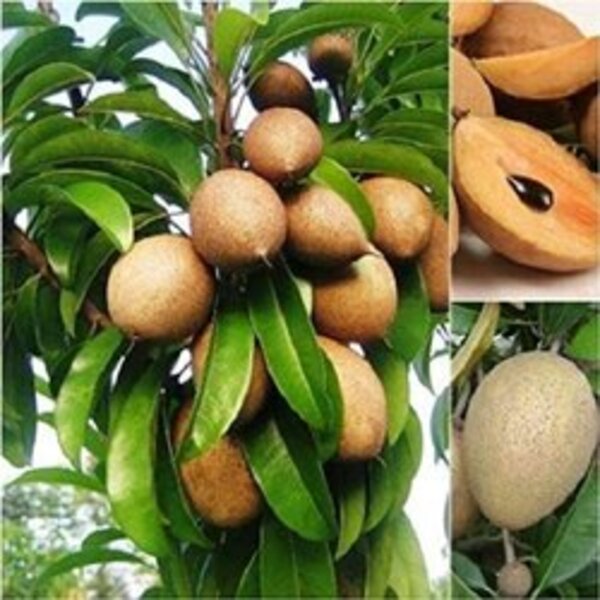kalapati-chiku-saphota-grafting-pli Kalapati Chiku (Saphota) Fruit Plant