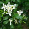 Kamini Flower Plant