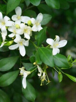 kamini-pli Kamini Flower Plant