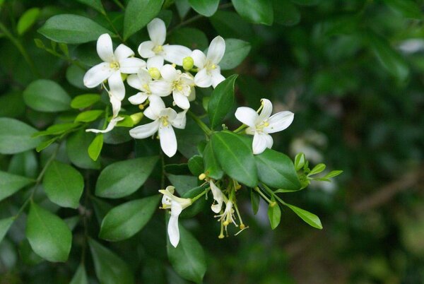 Kamini Flower Plant