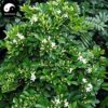 Kamini Flower Plant
