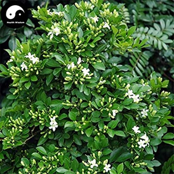 Kamini Flower Plant