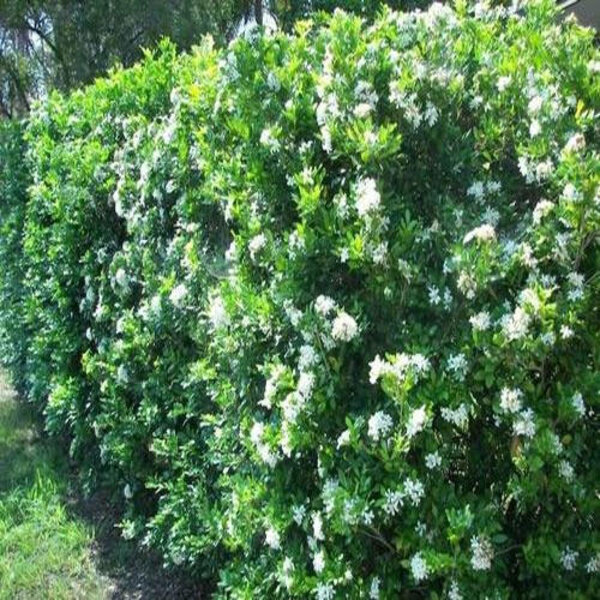 Kamini Flower Plant