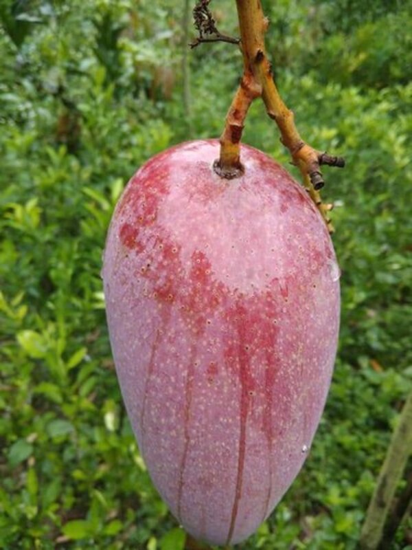 Katimon Mango Plant