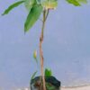 Katimon Mango Plant