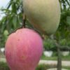 Katimon Mango Plant