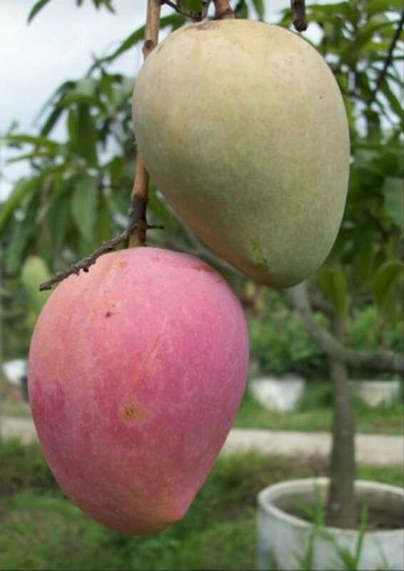 Katimon Mango Plant