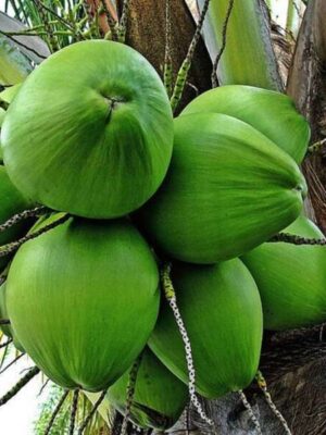 Kerala Coconut Plant