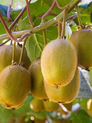 kiwi-pli Kiwi Fruit Plant