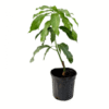Kohitur Mango Plant