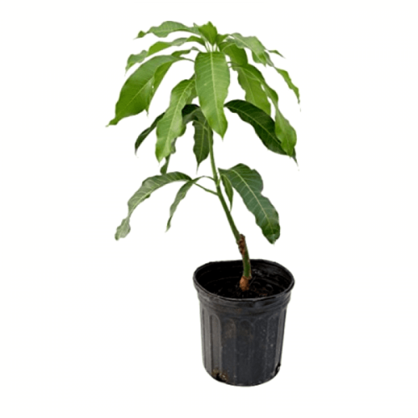 Kohitur Mango Plant