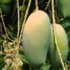 Kohitur Mango Plant