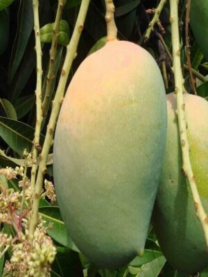 kohitur-mango-grafting-2-pli Kohitur Mango Plant