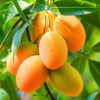 Kohitur Mango Plant