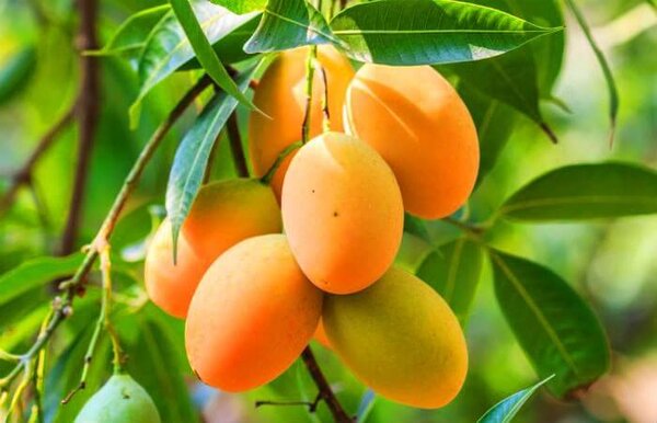 Kohitur Mango Plant