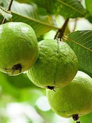 l-49-guava-pli L-49 Guava Plant