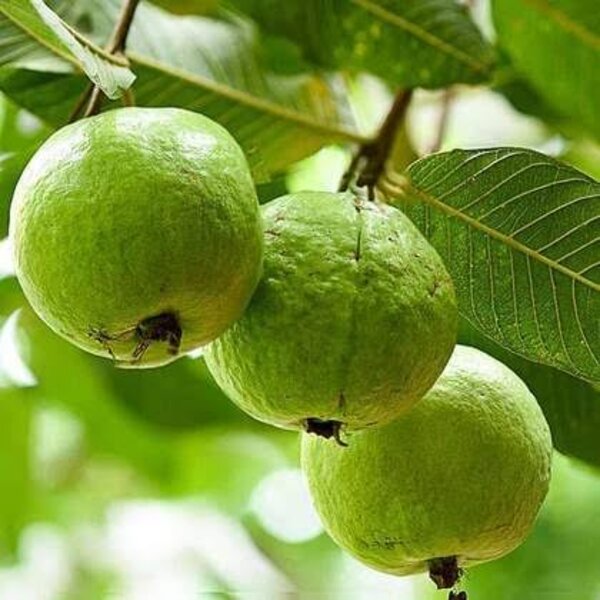 l-49-guava-pli L-49 Guava Plant