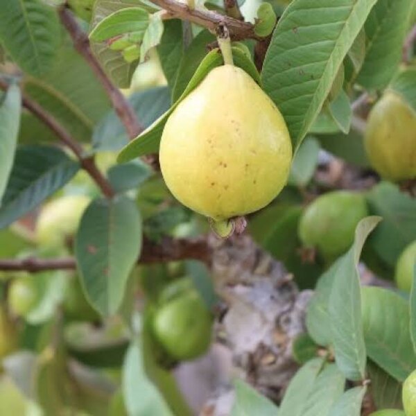 l-49-guava2-pli L-49 Guava Plant