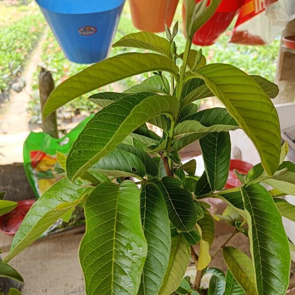 l-49-guava3-pli L-49 Guava Plant